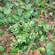 Ruscus