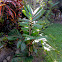fishtail palm