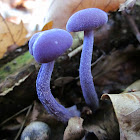 Amethyst Deceiver 