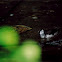 Cotton Pygmy-Goose