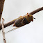 Cicada