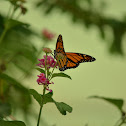 Monarch butterfly