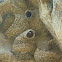 Cliff Swallows