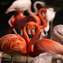 Pink Flamingo