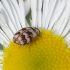Varied Carpet Beetle