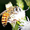 Honey bee