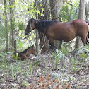 Wild Florida Spanish Horse