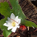 Bloodroot