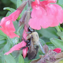 Eastern Carpenter Bee