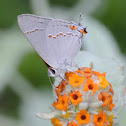 Gray Hairstreak