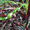 Variegated Croton
