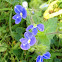 Persian speedwell