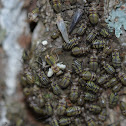 Bark Lice