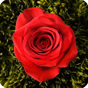 Verdi Opera La Traviata 3/4.apk 1.0.0