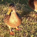 Wood duck