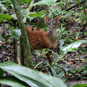 Red Brocket Deer
