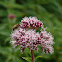 Eupatorium
