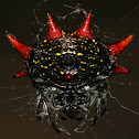 Crablike Spiny Orb Weaver
