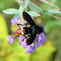 Blue-winged wasp