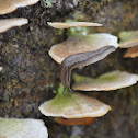 Slug