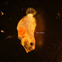 Rodabalo (gl), Rodaballo (es), Turbot (uk)