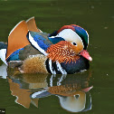 Mandarin Duck