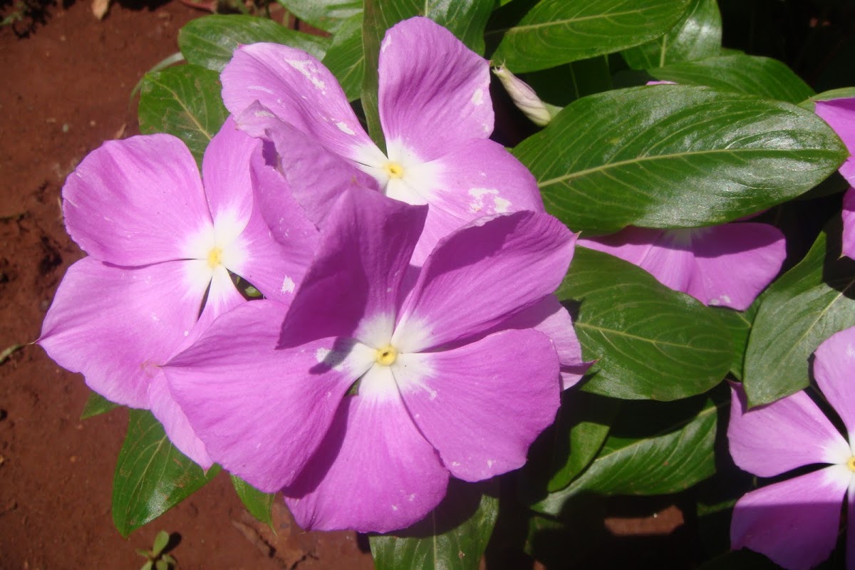 Madagascar Periwinkle