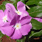 Madagascar Periwinkle