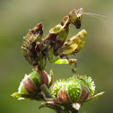 Praying mantis