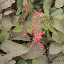 Coral Vines