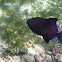 Pez Ballesta Negro