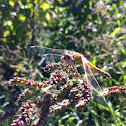 Red-veined Darter