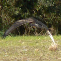 Red Kite
