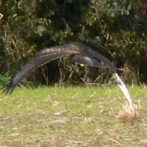 Spotting Image 1