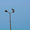 Pink-backed Pelican