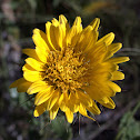 Prickly Daisy