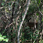 White-tail Deer