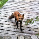 Red Fox