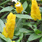 Lollipop Plant