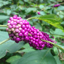 American Beauty Bush