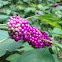 American Beauty Bush