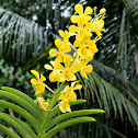 Yellow Vanda Hybrid