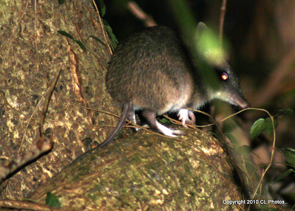 Spotting Image 1