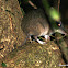 Slender-tailed Dunnart
