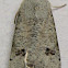 Green Cutworm Moth