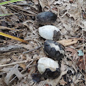Common musk turtle or stinkpot