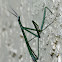 Brunner's mantis