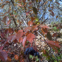 Southern Blackhaw