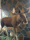 Stuffed Elk