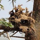 Ant Nest